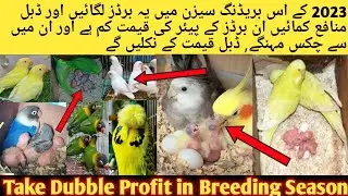 Profitable Birds in 2023 Breeding Season l 2023 Mai Konsay Birds Zayada Profit or Breeding Dengy