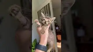 Cute little kitten discovery! #shorts #kitten #cute #love #cats