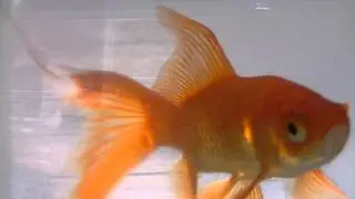 Poisson JVC EVERIO GZ HM430 test n&deg;1