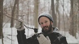Winter Wonders of the Forest