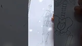 skeleton system easy easy diagram step by step human Anatomy #youtubeshorts #art