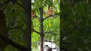 may nakita Ako nag jackol sa Puno Ng langka..