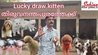 Poodil.,Beagle,Shitzhu and siberian Husky                              Kitten Lucky draw  കഴിഞ്ഞ് 