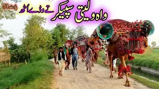 Punjabi Culture of Pakistan harppa shaher episode 51New  video long line of beautiful camels best 