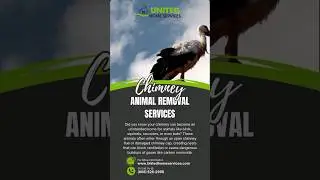 Are Animals Taking Over Your Chimney? 🐿️🐦