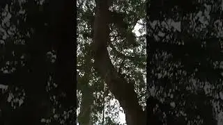 Century-Old Acacia Tree//#shorts #creepy #halloween #nature #whitelady
