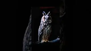 Owls: Built for Low-Light Precision