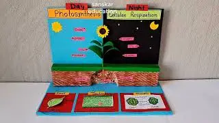 Photosynthesis project model #Photosynthesis Science tlm #scienceproject/ Photosynthesis Science tlm