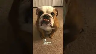 Buffy 😅 #dog #pets #cute #deals