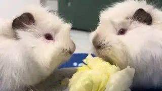 Asmr Guinea pig food 🥬🐹