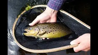 Ørretfiske i Eksingedalen