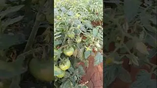 ಟೊಮೇಟೊ ಕೃಷಿ |tomato crop #kannada #farmer #nature #farming #agriculture #shortsfeed #virel