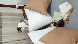 cute kittens playing ❤️🐱 | beautiful fight | cat sounds #cats #cat #cute #catlovers #catsounds #meow