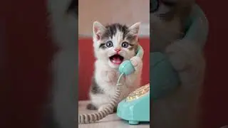 cute cat talking with mom #cat #ai #relatable #viral #mom #shorts