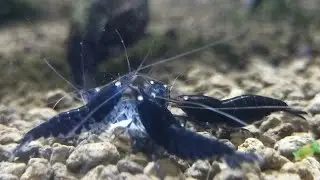 Nanopraat: Garnalenvragen? Stel ze!!