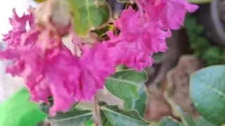 Crape myrtle plant care