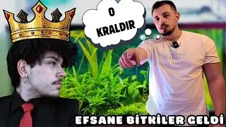 Yeni Akvaryum Bitkileri Geldi !! / HEPSİ HEDİYE 