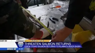Threatened Coho salmon makes return to the Upper Klamath River basin