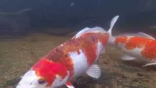 Underwater with our Koi
