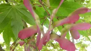 Maple tree - Acer - Gar&eth;ahlynur - L&iacute;ti&eth; gar&eth;tr&eacute; - Trj&aacute;r&aelig;kt