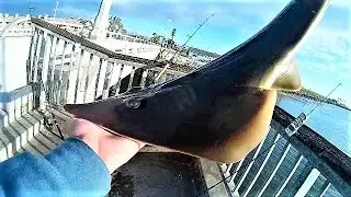 Urban Bridge Fishing: Day & Night Shovel Sharks on 10 lb. test(Long Beach,CA)