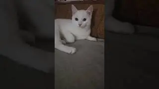 #music #song #cat #cat #веселыекоты #красиваякошка #котик #прикольныекоты #видосыоткота #automobile