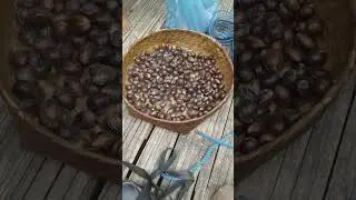 harga mahal, 200.000/kg||Fuli pala