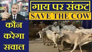 prime time with azad khalid गुजरात में हजारों गायों की हालत