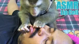 Famous Monkey Grooming Lip Pealing ! LYLY Sound Exactly Like Wow Amazing