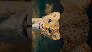 Mufasa: The Lion King  Mufasa Movie | The Lion King Prequel  Disne #disneymovie #aesthetic  #shorts