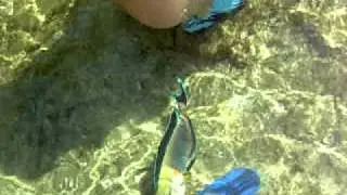 DSCN0352.MOV