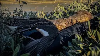 Journ&eacute;e de chasse en Baie de somme &agrave; la botte.