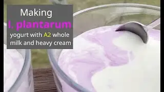 Приготовление йогурта из L. plantarum с цельным молоком и жирными сливками