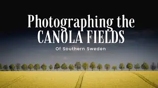 Photographing CANOLA FIELDS in Sweden - Ian Smith Fotografi