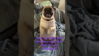 Pug Begging For Treats and Food! Bum Lol #youtubeshorts #shorts #pugs #pets