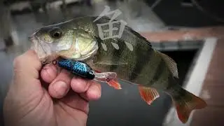 SPRO - Ikiru Double Crank 35