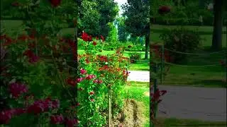 Aaj Ki Rat Jra Mere Dil Se Gulabi Bate Kr Lo#Golden Music Raja#Hindi#Trading#Viral#View#Popular#