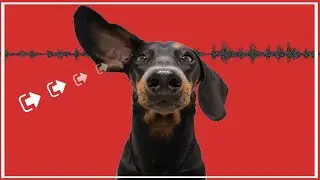 Sound Frequency To Make Dogs Hungry | DOG FOOD