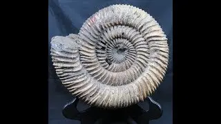 Speetoniceras for Sale | Rarest Russian Ammonite | Speetoniceras Ammonite