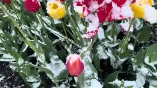 СНЕГ В СЕРЕДИНЕ МАЯ!!!! SNOW IN MID-MAY!! Welcome to Russia 🇷🇺