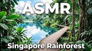 McRitchie Reservoir | ASMR Nature Walk In Singapore&rsquo;s Tropical Rainforest