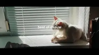 beat of miauw | relaxing cat songs music no copyright