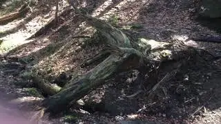 Ebnisee, Gallengrotte, Kaisersbach, Schw&auml;bischer Wald, Rundwanderung
