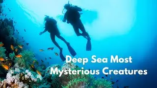 How Curiosity Dives into the Deep Sea&rsquo;s Most Mysterious Creatures
