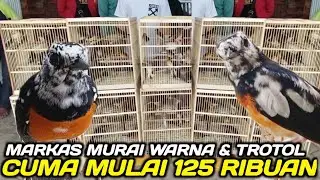 GILA ! 50 EKOR MURAI BLOROK & TROTOL SUPER DIJUAL CUMA MULAI 125 RIBUAN HARI INI DIKIOS PB PRAMUKA