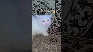 #bestcatvideos #bestcat #mycat #cat #parsianwhite  #cute #parsiancat #trendingshorts #viralcat
