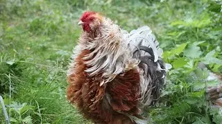 My backyard chicken breeds 🐔.
