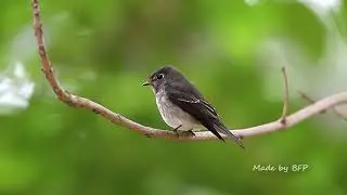 烏鶲/Dark-sided Flycatcher