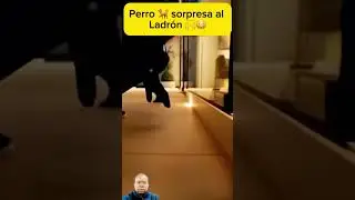 Perro 🐕sorprende joven #jesus #reflexion #vidaeterna