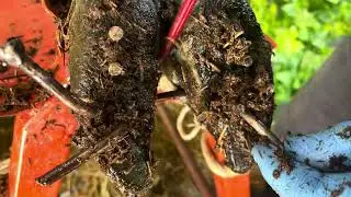 Incredible Cows Hoof Rescue Some Thing Rusty Metal Stuck in Cow Hoof Hard to Remove